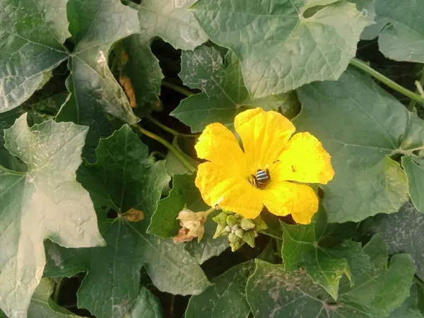  Bahçede kabak bitkisi yetişiyor.