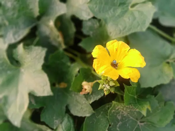  Bahçede kabak bitkisi yetişiyor.