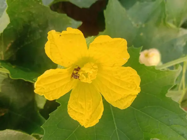  Bahçede kabak bitkisi yetişiyor.