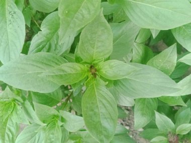 Doğanın arka planına sabah ışığında tohum ekiyorum.