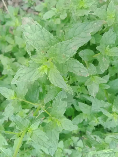 Doğanın arka planına sabah ışığında tohum ekiyorum.