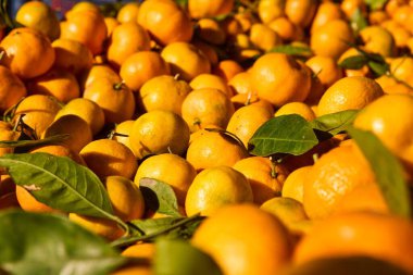 Portakallar, mandalina arkaplan ve doku. Yüksek kalite fotoğraf