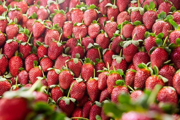 果树田里的果树 新鲜成熟的有机草莓在篮子里 高质量的照片 — 图库照片