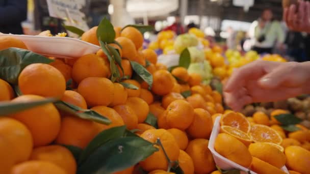 Mandarin Høsting Tangeriner Tangerininnhøsting Opptak Høy Kvalitet – stockvideo