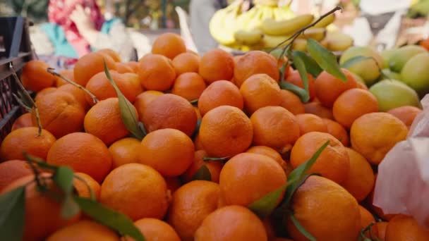 Mandarin Harvest Tangerines Tangerine Harvest High Quality Footage — Stock Video
