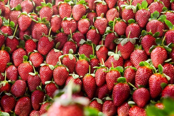 농장의 딸기밭 입니다 유기농 딸기를 바구니에 고품질 — 스톡 사진