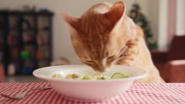 Kedi masadan yemek çalmaya çalışıyor. Masada elinde çocuk maması olan kedi..