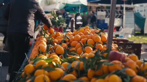Mandarin Hasadı Mandalina Mandalina Hasadı Yüksek Kalite Görüntü — Stok video