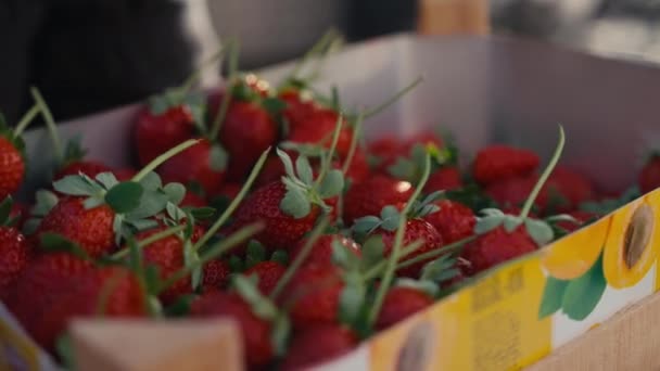 농부들은 유기농 딸기를 손으로 유기농 딸기를 수확하는 것입니다 딸기를 클로즈업하고 — 비디오