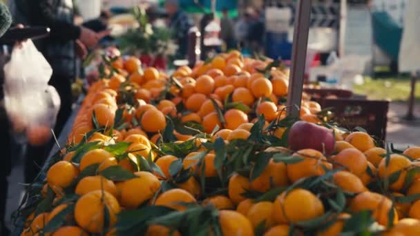 Mandarin Hasadı Mandalina Mandalina Hasadı Yüksek Kalite Görüntü — Stok video