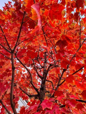 A close-up shot of a tree in autumn, showcasing vibrant red leaves against a blue sky. The leaves are richly colored, capturing the essence of the fall season and the natural beauty of changing foliage. clipart