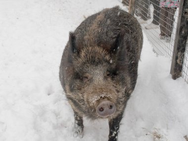 Close-up of a wild boar in a snowy enclosure, showcasing its thick fur and wintry setting. This image is ideal for wildlife content, winter themes, and animal conservation discussions. clipart