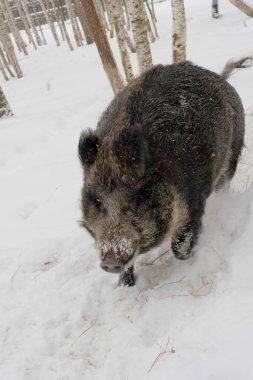 Close-up of a wild boar in a snowy enclosure, showcasing its thick fur and wintry setting. This image is ideal for wildlife content, winter themes, and animal conservation discussions. clipart