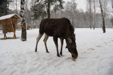 Genç bir geyik, ağaçlar ve beslenme istasyonlarıyla çevrili karlı bir ormanda otlar. Sahne, doğal bir hayvan parkındaki kış atmosferini yakalıyor ve doğal ortamlarındaki vahşi hayatı vurguluyor.. 