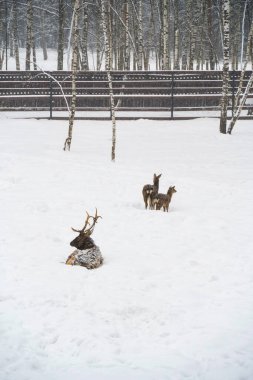 A male deer with antlers rests on a snow-covered field, while two younger deer stand nearby, surrounded by birch trees. This winter scene captures the calmness of wildlife in its natural habitat. Ideal for winter, nature, and wildlife content. clipart