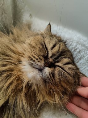 Yumuşak İran kedisi okşanıyorken huzur içinde dinleniyor. Huzurlu yüzüne yakın çekim, saf memnuniyeti gösteriyor. Rahatlama, evcil hayvan bakımı ve mutluluk kavramları için mükemmel..