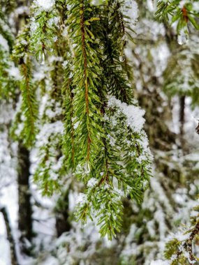 Canlı, yeşil dalların üzerinde durmakta olan taze karın yakın plan görüntüsü. Doğa, kış ya da tatil temalı tasarımlar için ideal, doğal güzellikler sergileniyor..
