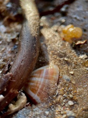 Islak kumsaldaki bir dalın altındaki istiridyenin makro fotoğrafı.
