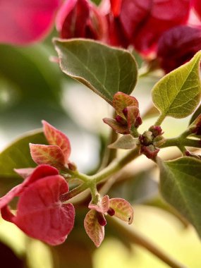 Çiçek açan bitkinin arka plandaki makro fotoğrafçılığı