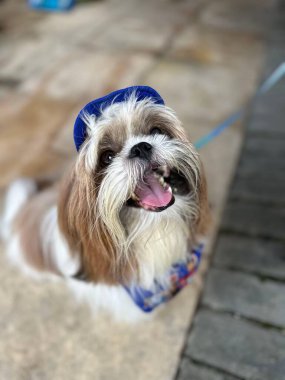 Mavi şapkalı sevimli bir Shih Tzu taş zeminde oturuyor. Hayvan beyaz dişlerini göstererek geniş bir şekilde gülümsüyor. Güneş yumuşak, kahverengi kürkünün üzerinde parlarken atmosfer neşeli ve rahattır. Sahne mutluluk duygusunu çağrıştırıyor.