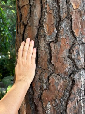 Bir insan eli, heybetli bir ağacın pürüzsüz, dokulu kabuğuna dokunur. Bu görüntü, yeşil yaprakların arasından süzülen yumuşak ışıkla insanlar ve doğa arasındaki bağlantıyı yakalar..