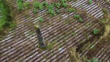 Merkezinde büyük bir taş ya da anıt bulunan, sıra sıra ekinlerle dolu bir tarım arazisinin havadan görünüşü. Legetang, Dieng Platosu 'nda toplu mezar.