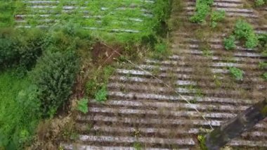 Bir tarlanın havadan görünüşü, sıra sıra ekinler, büyüyen bazı yeşil bitkiler, ve bir tarafta yoğun bir ağaç alanı. Toprak kısmen plastik malçla kaplıdır. Dieng Platosu.