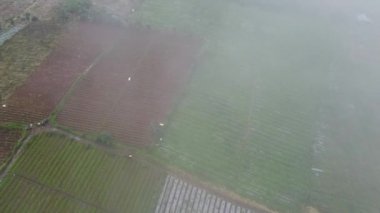 Tarım alanlarının havadan görünüşü kahverengi ve yeşil ekinlerin bir kısmını gösteriyor. Manzara düzgünce düzenlenmiş bitki sıralarını içerirken, bazı bölgeler hala toprağı gösteriyor.