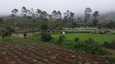 Puslu tepeler ve uzun ağaçlarla çevrili yemyeşil bir çiftliğin manzarası. Manzara, arka planda küçük bir baraka ile düzenli sıralar halinde büyüyen çeşitli sebzelere sahiptir..
