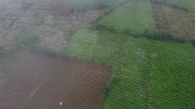 Tarım alanlarının havadan görünüşü kahverengi ve yeşil ekinlerin bir kısmını gösteriyor. Manzara düzgünce düzenlenmiş bitki sıralarına sahiptir ve bazı bölgelerde hala toprak görülür. Sahne gür ve canlı, sağlıklı büyüme.