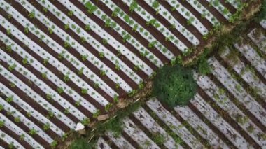 Kahverengi toprakta yetişen ve beyaz plastik gübreyle kaplanmış yeşil bitkilerle dolu bir tarlanın havadan görünüşü. Bir kişi bitkileri hortumla suluyor ve sulama kalıbı oluşturuyor..