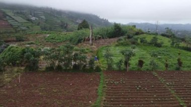 Tarlada yetişen tarlaların, yemyeşil çimlerin ve uzak tepelerin bulunduğu kırsal bir arazinin havadan görünüşü. Ön planda düzgün sıralanmış ürün sıraları gösterilirken, arka planda ağaçlar ve sisli bir atmosfer yer alıyor ve bu da dingin bir tarım ortamı olduğunu gösteriyor..