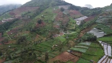 Sisli bir dağlık bölgedeki teraslı tarlaların manzarası. Manzara, çeşitli yeşillik tonlarına, mahsul parçalarına ve birkaç küçük yapıya sahiptir. Sis tepeleri sarıyor. Dieng..