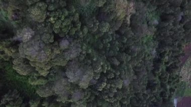 Ağaçlar ve yapraklarla dolu sık bir ormanın havadan görünüşü. Yeşillik yemyeşil, yeşilin farklı tonlarında ve daha açık yeşillikli bazı alanlarda sergileniyor..