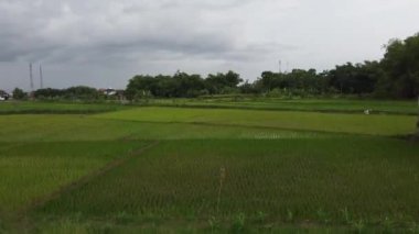 Bulutlu bir gökyüzünün altında, arkasında ağaçlar ve binalar olan uçsuz bucaksız yeşil pirinç tarlası. Arazi, genç pirinç bitkilerinin yetiştiği çeşitli bölümlere bölünmüştür..