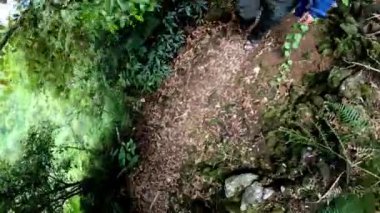 Bir insan yemyeşil bir ormanda dar bir yolda yürüyor. Toprak yapraklar ve küçük bitkilerle kaplıyken ağaçlar yolu çevreleyerek canlı bir doğal ortam yaratıyor..