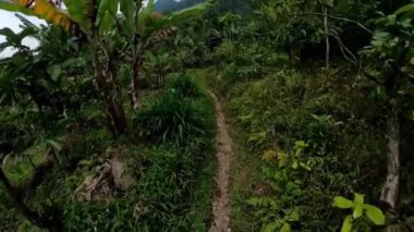 Yoğun yeşillik ve muz ağaçlarıyla dolu verimli, tropikal bir ormanın içinden geçen dar bir toprak yol. Gökyüzü bulutlu ve arka planda dağlar görülebilir..