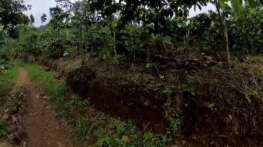 Yoğun bitki örtüsü ve uzun ağaçlarla dolu verimli, tropikal bir ormanda dolanan dar bir toprak yol..