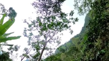 Çeşitli ağaç ve bitkilerle dolu yemyeşil orman tepe örtüsü manzarası. Gökyüzü yapraklardaki boşluklardan görülebilir..