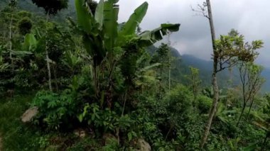 Muz bitkileri ve uzun ağaçlar da dahil olmak üzere çeşitli yemyeşil bitki çeşitlerine sahip yoğun bir tropikal yağmur ormanı. Gökyüzü bulutlu ve sis uzak dağları kaplıyor..