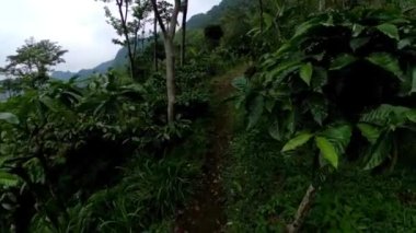 Her iki tarafında sık yapraklar ve ağaçlar olan yemyeşil bir orman boyunca uzanan dar, kirli bir patika. Yol biraz fazla büyümüş gibi görünüyor, sahnenin doğal ve dokunulmamış hissini ekliyor..