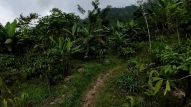 Yoğun bitki örtüsü ve dar bir yolu olan yemyeşil bir tropikal orman. Gökyüzü bulutlu ve bölge dağlık bir bölgede gibi görünüyor..