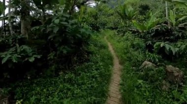 Yoğun tropikal bitki örtüsünden geçen dar bir toprak yol, yemyeşil bitkiler ve ağaçlarla çevrili..