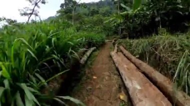 Ağaçlar ve yoğun bitki örtüsüyle çevrili, yemyeşil, tropikal bir ormanda dar bir toprak yol. Yol yokuş yukarı, yeşil ağaçlar ve bitkilerle çevrili..