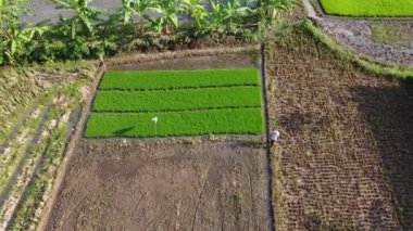 Muz ağaçlarıyla çevrili, yemyeşil ve kahverengi bölgeleri olan pirinç tarlasında çalışan bir çiftçinin hava görüntüsü..