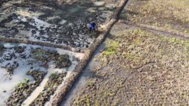Pati, Endonezya - 02162022: Çamurlu pirinç tarlasında çalışan bir insanın havadan görünüşü, sulak alanlar ve kuru bölgelerle çevrili.