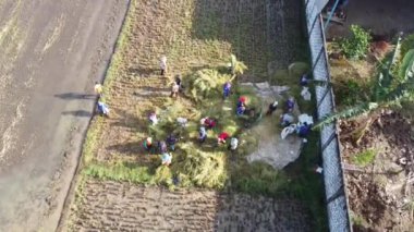 Pati, Endonezya - 02162022: Bir çeltik tarlasında pirinç hasat eden çiftçilerin hava manzarası. Grup, hasat edilmiş pirinç yığınları etrafında toplanmış, güneşin altında birlikte çalışıyorlar..