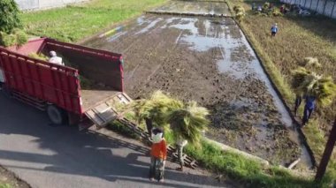 Pati, Endonezya - 02162022: İşçiler pirinç bitkilerini çamurlu pirinç tarlası yakınlarındaki kırmızı bir kamyona yüklüyorlar.