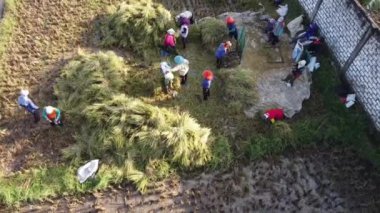 Pati, Endonezya - 02162022: Bir tarlada pirinç hasat eden çiftçilerin havadan görünüşü, bazı bölgeler zaten hasat edilmiş ve diğerleri hala ekinlerle birlikte.