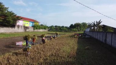 Pati, Endonezya - 02162022: Hasat döneminde pirinç tarlasında çalışan bir grup çiftçi. Pirinç sapları topluyorlar. Arka planda renkli bir bina ve bazı ağaçlar var.